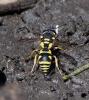 Allodynerus sp.